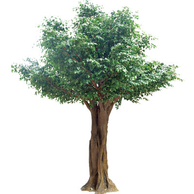 Artificial Pittosporum Ficus Tree No Sunlight S Shape Trunk Wide Leaf Cover Plant