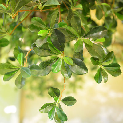Artificial Pittosporum Ficus Tree No Sunlight S Shape Trunk Wide Leaf Cover Plant