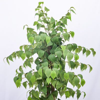4 Or 5 Feet Potted Plants Artificial Ficus Office Decoration Natural Shape