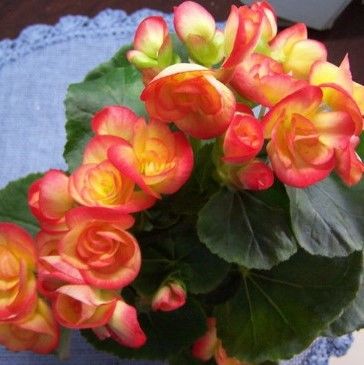 Lifelike Stunning 85cm Tall Artificial Potted Flower Geranium Outdoor Decorative