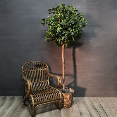 Eco Friendly Artificial Potted Floor Plants Boxwood Single Trunk