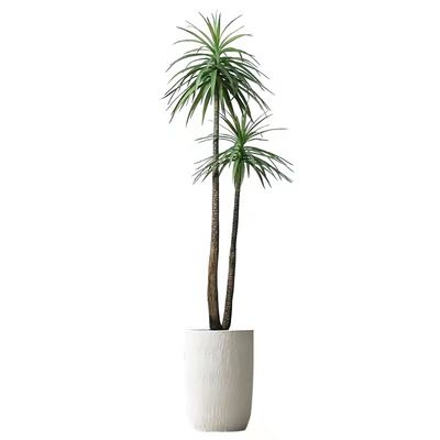 Handmade 150cm Artificial Dracaena Frost Resistance Anti - Aging