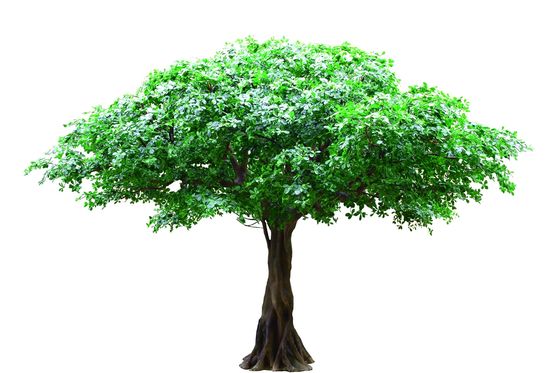 Anti UV Outdoor Artificial Landscape Trees Pittosporum For Hotel Decoration