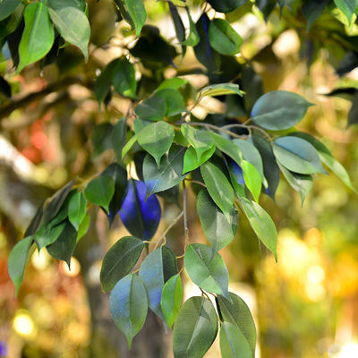 Fiber Glass Trunk Artificial Landscape Trees Anti Fading For Patio