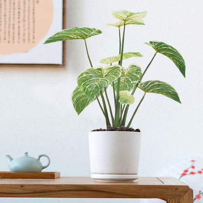 Ornamental Eucalyptus Grass Foliage In Purple Philodendron Birkin Decoration