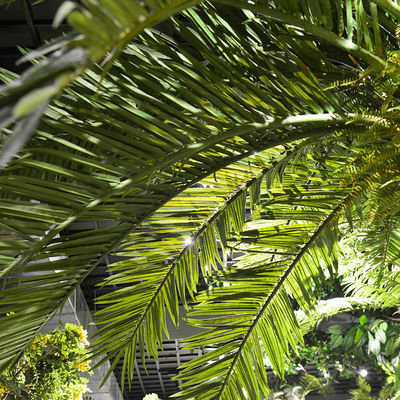 Custom Artificial Date Tree For Theme Park Hotels Easy To Install Low Maintenance