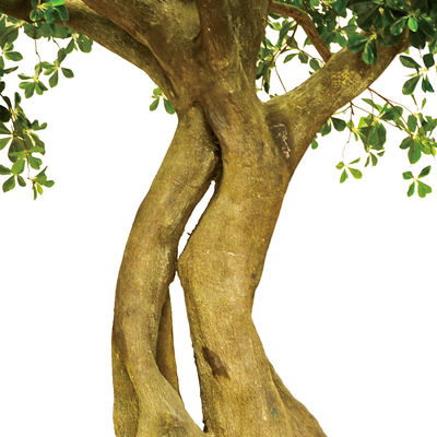 Artificial Pittosporum Ficus Tree No Sunlight S Shape Trunk Wide Leaf Cover Plant