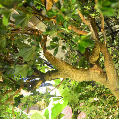 Artificial Pittosporum Ficus Tree No Sunlight S Shape Trunk Wide Leaf Cover Plant