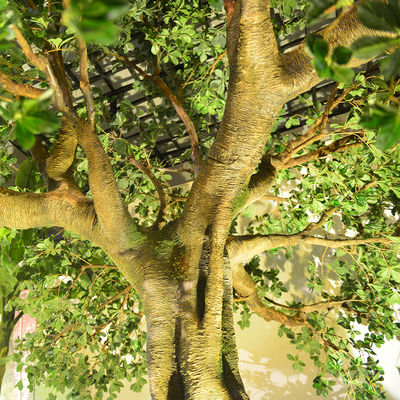 Artificial Pittosporum Ficus Tree No Sunlight S Shape Trunk Wide Leaf Cover Plant