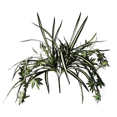 Fire Retardant Anti UV Artificial Spider Plant , Silk Spider Plant Aesthetic