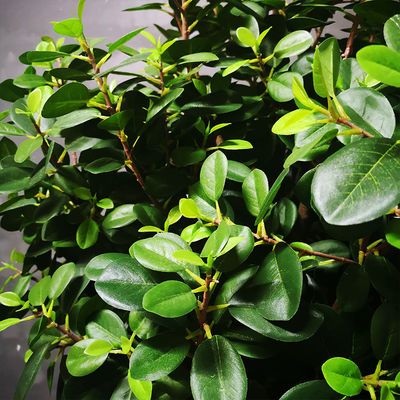 Eco Friendly Artificial Potted Floor Plants Boxwood Single Trunk